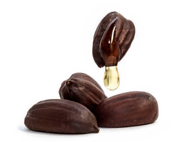 jojoba plant seeds for sale JOJOBA OIL – B2B Royal Bio