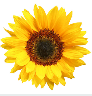 555 GIRASOL ALTO OLEICO BIO.PNG